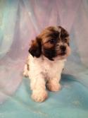 Female Shih tzu Bichon Puppy for sale #1 Born March 21st 2013|Teddy bear Breeders in Iowa|Easy to find if you are from Wisconsin or Illinois